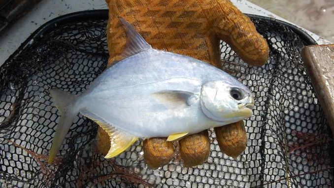 pompano fish
