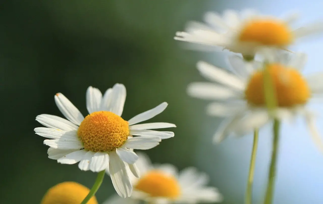 What Is Chamomile Used For