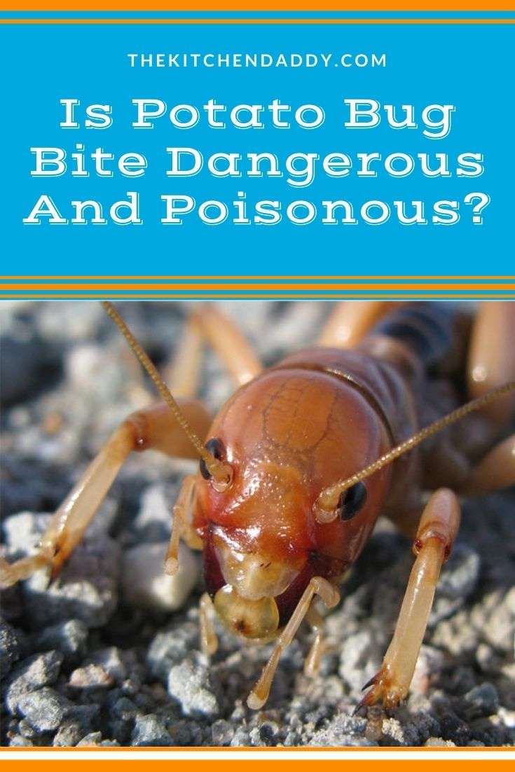 Is Potato Bug Bite Dangerous And Poisonous